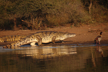 Nilkrokodil und Nilgans / Nile crocodile and Egyptian goose / Crocodylus niloticus et Alopochen...
