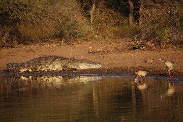 Nilkrokodil und Nilgans / Nile crocodile and Egyptian goose / Crocodylus niloticus et Alopochen aegyptiacus..