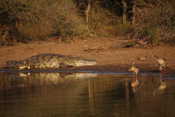 Nilkrokodil und Nilgans / Nile crocodile and Egyptian goose / Crocodylus niloticus et Alopochen...