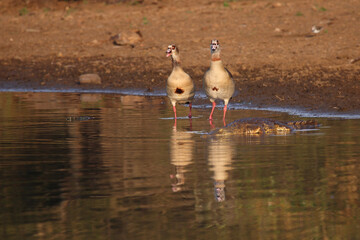 Nilkrokodil und Nilgans / Nile crocodile and Egyptian goose / Crocodylus niloticus et Alopochen...