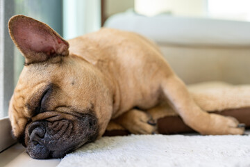 Cute French bulldog sleeping on white mat next to the door.