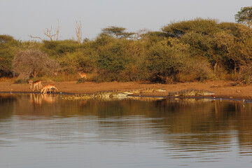 Schwarzfersenantilope / Impala / Aepyceros melampus