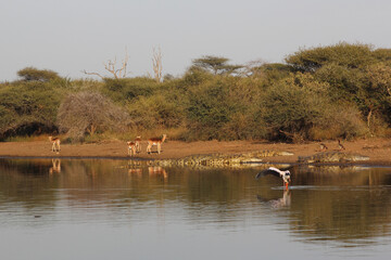 Schwarzfersenantilope / Impala / Aepyceros melampus