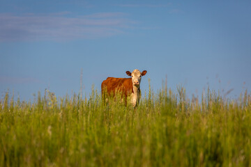 Single cow in southern Brazil countryside looking at camera - obrazy, fototapety, plakaty