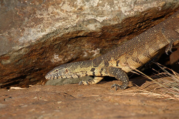 Nilwaran / Nile monitor / Varanus niloticus