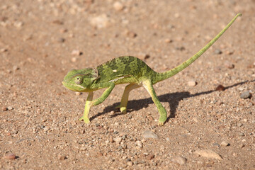 Lappenchamäleon / Flap-necked chameleon / Chamaeleo dilepis.