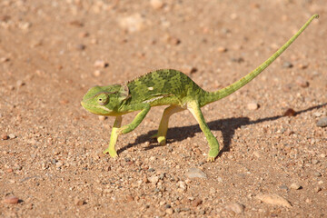 Lappenchamäleon / Flap-necked chameleon / Chamaeleo dilepis.