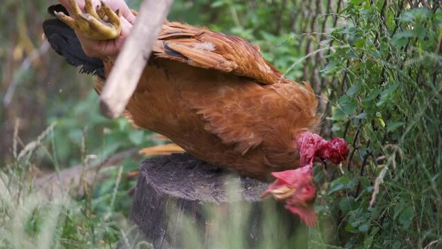 Farmer cutting off domestic chicken head
