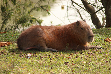 Capybaras in the sun at the edge of a lake