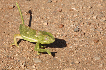 Lappenchamäleon / Flap-necked chameleon / Chamaeleo dilepis.