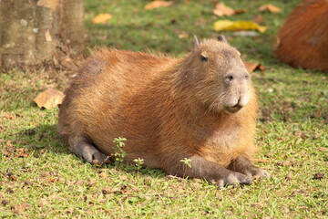 Capybaras in the sun at the edge of a lake