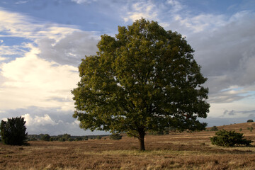 Fototapeta na wymiar Lüneburger Heide Baum
