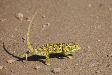 Lappenchamäleon / Flap-necked chameleon / Chamaeleo dilepis.