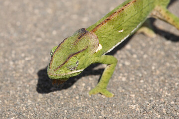 Lappenchamäleon / Flap-necked chameleon / Chamaeleo dilepis.