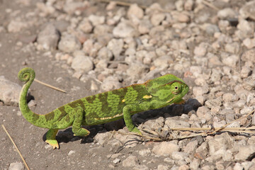 Naklejka na ściany i meble Lappenchamäleon / Flap-necked chameleon / Chamaeleo dilepis.