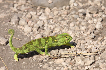 Lappenchamäleon / Flap-necked chameleon / Chamaeleo dilepis.