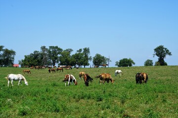 Herd of Horses on a farm hill side.