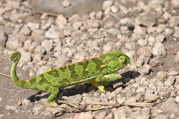 Lappenchamäleon / Flap-necked chameleon / Chamaeleo dilepis.