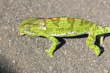 Lappenchamäleon / Flap-necked chameleon / Chamaeleo dilepis.