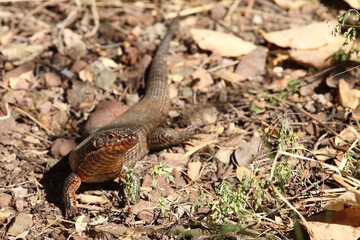 Felsen-Schildechse / Giant plated lizard / Matobosaurus validus