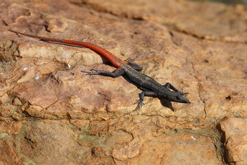 Bunte Plattgürtelechse / Common flat lizard / Platysaurus intermedius wilhelmi