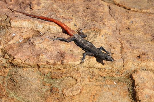 Bunte Plattgürtelechse / Common flat lizard / Platysaurus intermedius wilhelmi