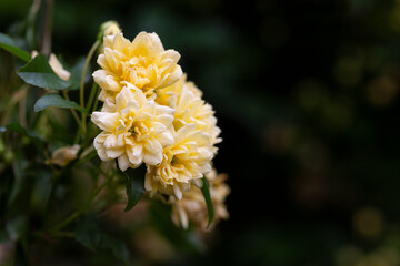 Small yellow roses Rosa banksiae illuminated by the sun in the garden selective focus