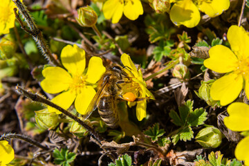 Macro of a bee, bombus, on a potentilla fruticosa blossom with blurred bokeh background pesticide free environmental protection save the bees biodiversity concept