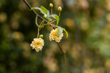 Fototapeta premium Small yellow roses Rosa banksiae illuminated by the sun in the garden selective focus