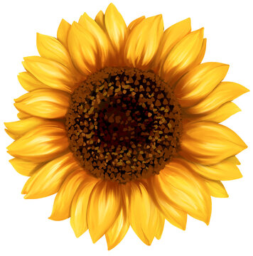 Sunflower blossom art painting