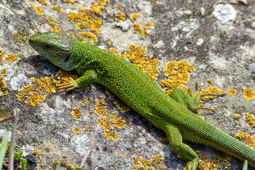 Lacerta viridis, Green and blue lizard with ticks, macro photo of a lizard, European green lizard