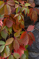 Colorful autumn ivy leaves wall in the park. Nature abstract concept background	