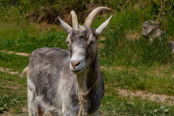 A cute feeding goat in gray and orange color grazing in the meadow