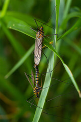A female mosquito nephrotoma with long legs hid under a leaf of grass