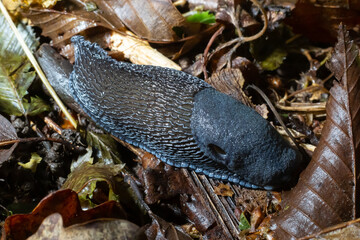 Black slug - Arion vulgaris - in it's natural environment