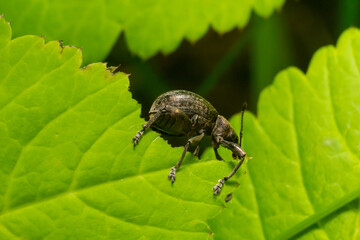 A black vine weevil, Otiorhynchus sulcatus, Family Curculionidae, on a wild privet leaf