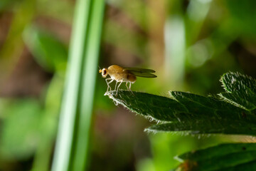 Closeup on the the yellow or golden dung fly, Scathophaga stercoraria sitting on a green leaf