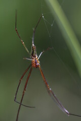 spider on a web