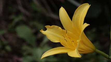 yellow lily flower