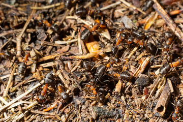 Red wood ants build a nest Formica rufa. Red ant colony in the forest.