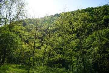 Fototapeta na wymiar Spring green forest. Sunny morning.