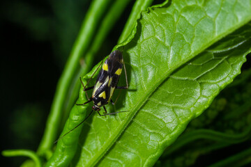 Bug form the family Miridae on plant leaf. In the forest on a summer day