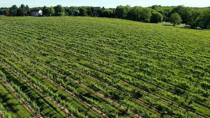 Vineyard growing grapes for wine in New York State