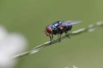 fly on leaf