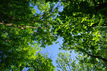 Fototapeta premium Tops of green trees and blue cloudy sky on a sunny day