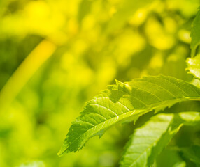 Fototapeta na wymiar green leaf background close to nature