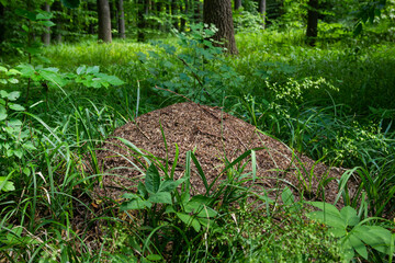 A large anthill in a spruce forest.The house of ants.Forest reserve forest.Walking in the fresh...