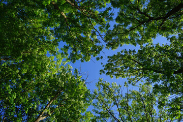 Green trees in the forest, blue sky and sunbeams