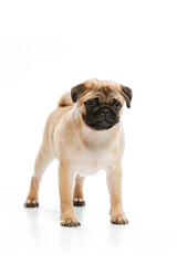 Studio shot of beautiful, purebred dog, pug, posing isolated over white background. Calm and attentive