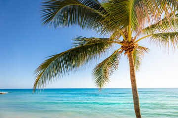 Obraz na płótnie Canvas Idyllic caribbean beach with palm tree at sunset in Aruba, Dutch Antilles